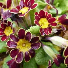 PRIMULA elatior 'Gold Lace Scarlet'