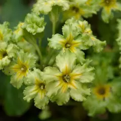 PRIMULA 'Francesca'