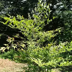 NANDINA domestica - Bambou sacré