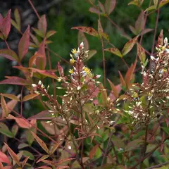 NANDINA domestica - Bambou sacré