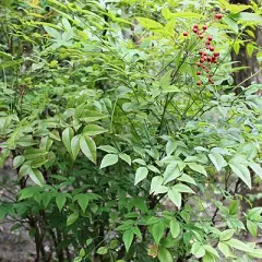 NANDINA domestica - Bambou sacré