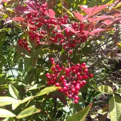 NANDINA domestica - Bambou sacré