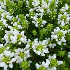 PRUNELLA grandiflora 'White Loveliness' - Prunelle