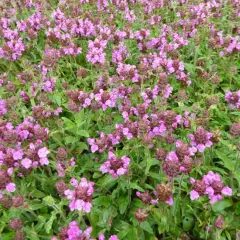 PRUNELLA webbiana 'Rosea' - Prunelle