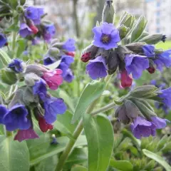 PULMONARIA angustifolia 'Blaues Meer' - Pulmonaire