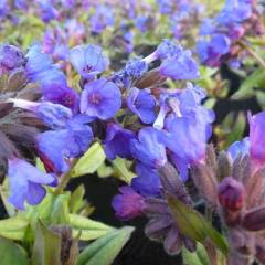 PULMONARIA angustifolia 'Blaues Meer' - Pulmonaire