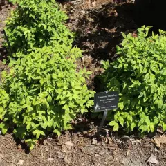 NANDINA domestica 'Firepower' - Bambou sacré nain 'Firepower'