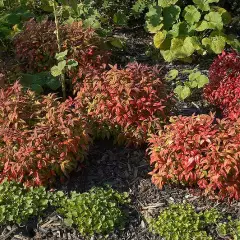 NANDINA domestica 'Firepower' - Bambou sacré nain 'Firepower'