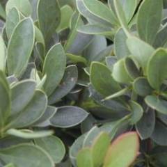 BERBERIS buxifolia 'Nana' - Epine vinette