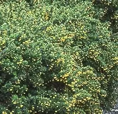 BERBERIS buxifolia 'Nana' - Epine vinette