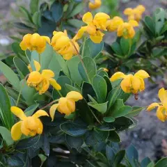 BERBERIS buxifolia 'Nana' - Epine vinette