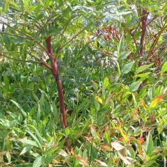 NANDINA domestica 'Richmond' - Bambou sacré 'Plum passion'