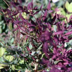 NANDINA domestica 'Richmond' - Bambou sacré 'Plum passion'