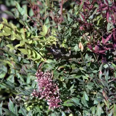 NANDINA domestica 'Richmond' - Bambou sacré 'Plum passion'