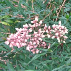 NANDINA domestica 'Richmond' - Bambou sacré 'Plum passion'