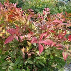 NANDINA domestica 'Richmond' - Bambou sacré 'Plum passion'