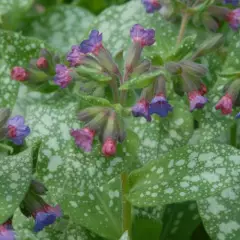 PULMONARIA 'Trevi Fountain' - Pulmonaria