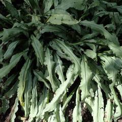 PULMONARIA longifolia 'Diana Clare' - Pulmonaire