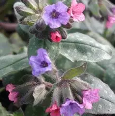 PULMONARIA officinalis 'Wuppertal' - Pulmonaire