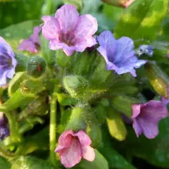 PULMONARIA officinalis 'Wuppertal' - Pulmonaire