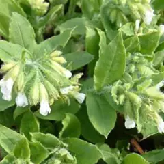 PULMONARIA rubra 'Alba corollata' - Pulmonaire