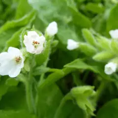 PULMONARIA rubra 'Alba corollata' - Pulmonaire