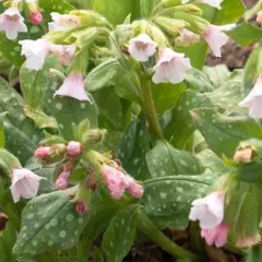 PULMONARIA saccharata 'Pierre’s Pure Pink' - Pulmonaire