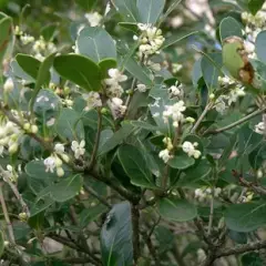 OSMANTHUS burkwoodii - Osmanthe de Burkwood, plantes de haie