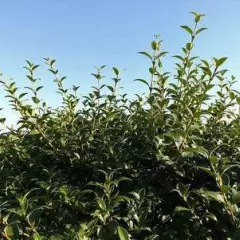 OSMANTHUS burkwoodii - Osmanthe, plantes de haie