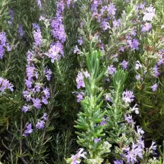 ROSMARINUS officinalis 'Majorca Pink'