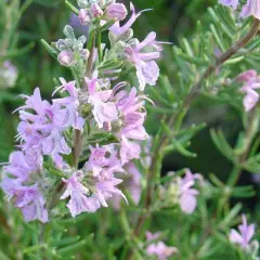 ROSMARINUS officinalis 'Majorca Pink'