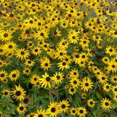 RUDBECKIA fulgida 'Early Bird Gold'