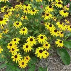 RUDBECKIA fulgida 'Early Bird Gold'