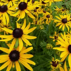 RUDBECKIA fulgida 'Little Goldstar'®