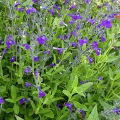 SALVIA coahuilensis - Sauge de Coahuila