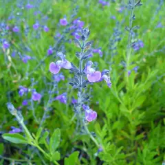 SALVIA coahuilensis - Sauge de Coahuila