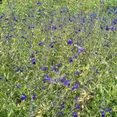 SALVIA coahuilensis - Sauge de Coahuila