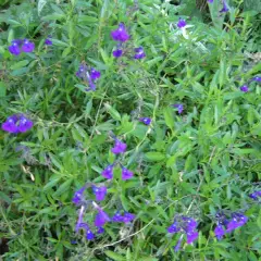 SALVIA coahuilensis - Sauge de Coahuila