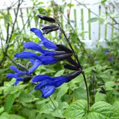 SALVIA guaranitica 'Black and Blue'