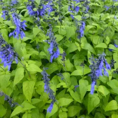 SALVIA guaranitica 'Black and Blue'