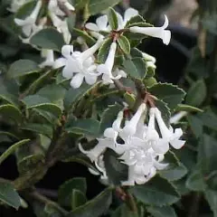 OSMANTHUS delavayi - Omanthe de Delaway