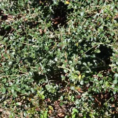 OSMANTHUS delavayi - Omanthe de Delaway