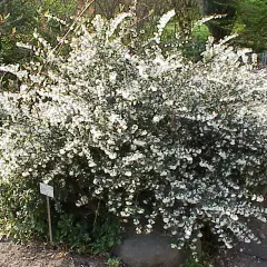 OSMANTHUS delavayi - Omanthe de Delaway