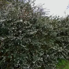 OSMANTHUS delavayi - Omanthe de Delaway