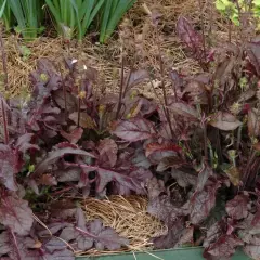 SALVIA lyrata 'Purple Knockout' - Sauge vivace