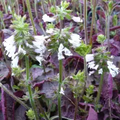 SALVIA lyrata 'Purple Knockout' - Sauge vivace