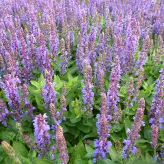 SALVIA nemorosa 'Little Friesland' - Sauge vivace