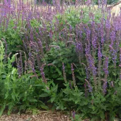 SALVIA nemorosa 'Little Friesland' - Sauge vivace