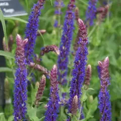 SALVIA nemorosa 'Lubeca' - Sauge vivace