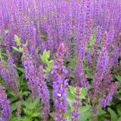 SALVIA nemorosa 'Lubeca' - Sauge vivace